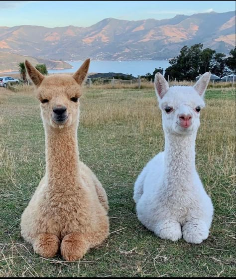 Alpaca Pictures, Alpaca Farm, Fondant Animals, Llama Alpaca, Cute Llama, Weird Animals, Beautiful Animals, Funny Animal Pictures, Animal Photo