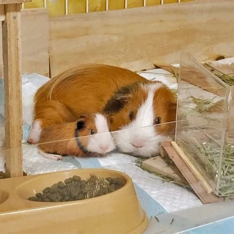 Guinea Pigs Funny, Baby Guinea Pigs, Pet Guinea Pigs, Guinea Pig Care, Cute Small Animals, Cute Guinea Pigs, Cute Piggies, Pets 3, Mother Son