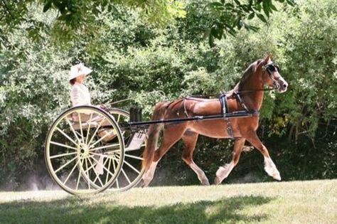 Horse With Carriage, Horse Drawn Cart, Pony Carriage, Equine Stables, Driving Horses, Welsh Ponies, Kentucky Horse Park, Horse Coat Colors, Horse Story