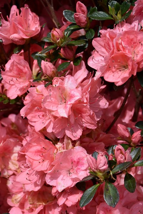 Azalea Color, Landscape Nursery, Low Maintenance Shrubs, Harrisburg Pennsylvania, Azalea Flower, Pink Azaleas, Flower Therapy, Balloon Flowers, Evergreen Shrubs