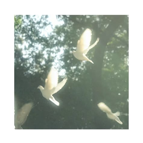 #aesthetic #doves #white #icon Purity Aesthetic White, White Doves Aesthetic, Dove Bird Aesthetic, White Romantic Aesthetic, White Pigeon Aesthetic, Birds Of A Feather Aesthetic, Dove Aesthetic Bird, White Bird Aesthetic, White Dove Aesthetic