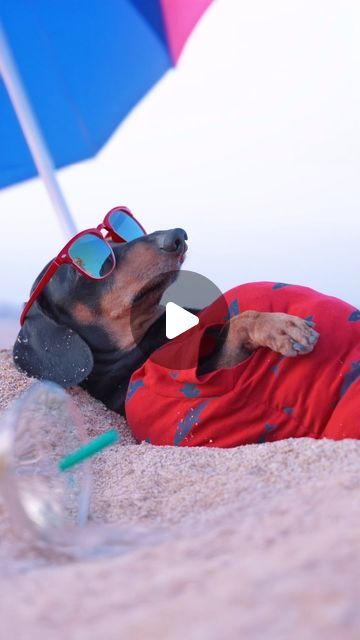 Doxie Din & Puppy Jay on Instagram: "Living my best life 😎🐾 #doxiedin #puppyjay #dachshund" Doxie Puppies, Living My Best Life, My Best Life, Best Life, Dachshund, Jay, Life Is Good, I Am Awesome, Puppies