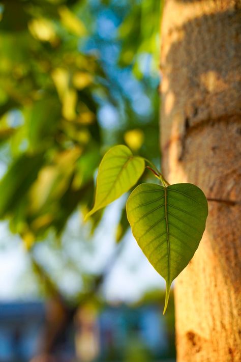 Bodhi or peepal leaf from the bodhi tree | Premium Photo #Freepik #photo #tree #heart #leaf #nature Peepal Tree, Leaf Pic, Leaf Pictures, Leaf Photo, Tree Aesthetic, Balcony Herb Gardens, Bodhi Leaf, Lotus Flower Pictures, Beach Background Images