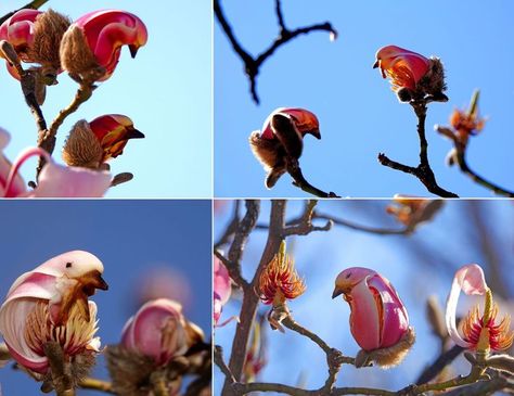 Meet these cute pinkish birdies - They are actually some Magnolia Denudata (Yulan Magnolia) flowers with slightly withering edges that look like little birds resting on the branches in Beijing, China ~.~ Yulan Magnolia Flower, Yulan Magnolia, Magnolia Denudata, Magnolia Flowers, Beijing China, Magnolia Flower, Little Birds, Birdy, Natural Wonders