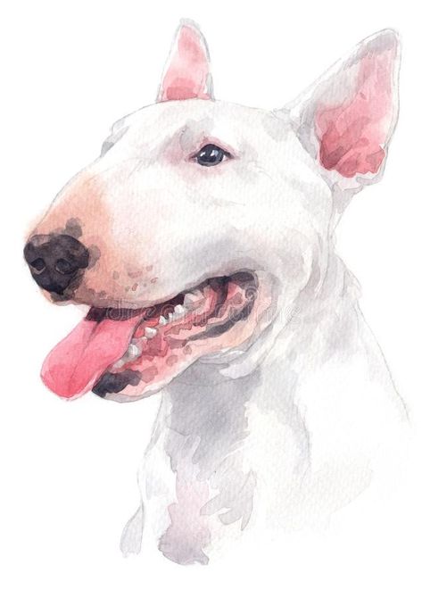 Bull Terrier Tattoo, White Dog Breeds, Bull Terrier Funny, White Bull Terrier, Bull Terrier Art, Colour Painting, Bully Dog, English Bull Terriers, Bull Terriers