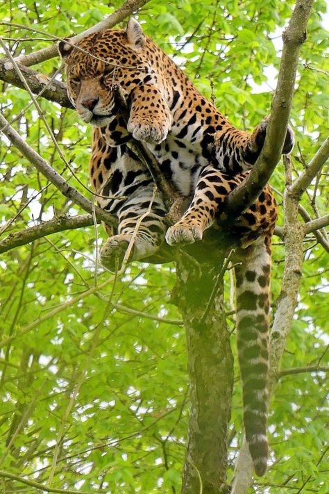 Jaguar (Panthera onca) / Image by Raymonde Contensous from flickr Mexican Jaguar, Jaguar Leopard, Animal Photo, Wild Cats, Reptiles, Jaguar, Animals