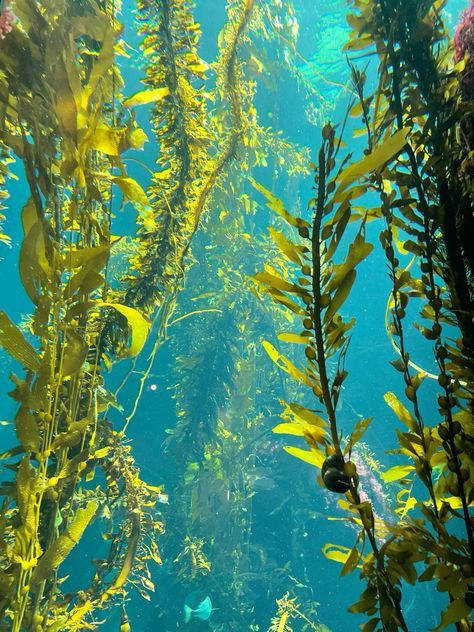 Ocean Scenes Underwater, Underwater World Aesthetic, Underwater Ocean Photography, Tropical Ocean Aesthetic, Ocean Reference Photo, Kelp Forest Aesthetic, Under The Ocean Aesthetic, Underwater Moodboard, Oceanography Aesthetic