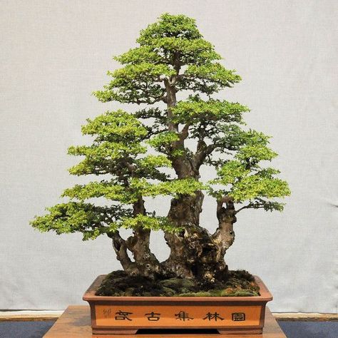 Chinese Elm Bonsai, Elm Bonsai, Bonsai Nursery, Bonsai Forest, Bonsai Tree Types, Bonsai Tree Care, Beautiful Bonsai, Bonsai Styles, Japanese Bonsai