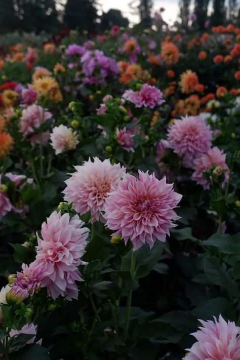 @serpentineandsage Dahlias | Gardens | Floral | Design | Flowers | Country Gardens | Fields of Flowers Field Of Dahlias, Dahlia Garden Landscaping, Dahlia Garden Ideas, Dahlia Flower Aesthetic, Daliah Flower, Dahlia Field, Delilah Flower, Dahlia Farm, Pretty Flowers Pictures