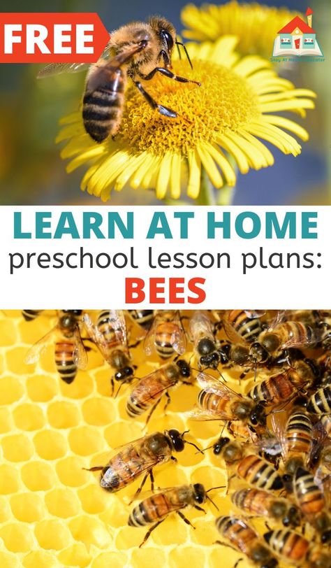 Preschool Bee Activities, Preschool Insects, Ocean Theme Preschool, Insects Preschool, Bee Themed Classroom, Bee Activities, Lesson Plans For Toddlers, Bee Book, Sensory Exploration