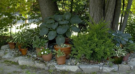 potted plants under maple trees by kizilod, via Flickr Pots Around Tree, Plants Under Trees, Landscaping Around Trees, Plants In Pots, Shade Gardens, Starting A Vegetable Garden, Under A Tree, Maple Trees, Garden Fun