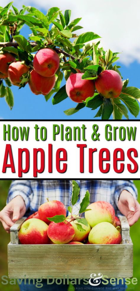 Apple Tree Garden, Planting Apple Trees, Apple Tree Farm, Apple Tree Care, Fruit Trees Backyard, Apple Garden, Fruit Tree Garden, Tree Garden, Apple Trees