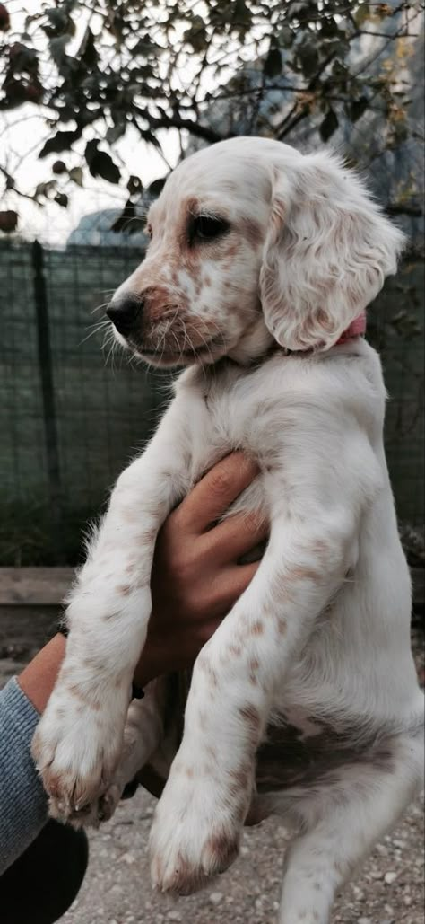 pinterest: GABRIELLAFAITH English Setter Puppy, English Setter Puppies, Setter Dogs, Setter Puppies, English Setter Dogs, English Setters, Farm Dogs, Puppies And Kitties, Pretty Dogs