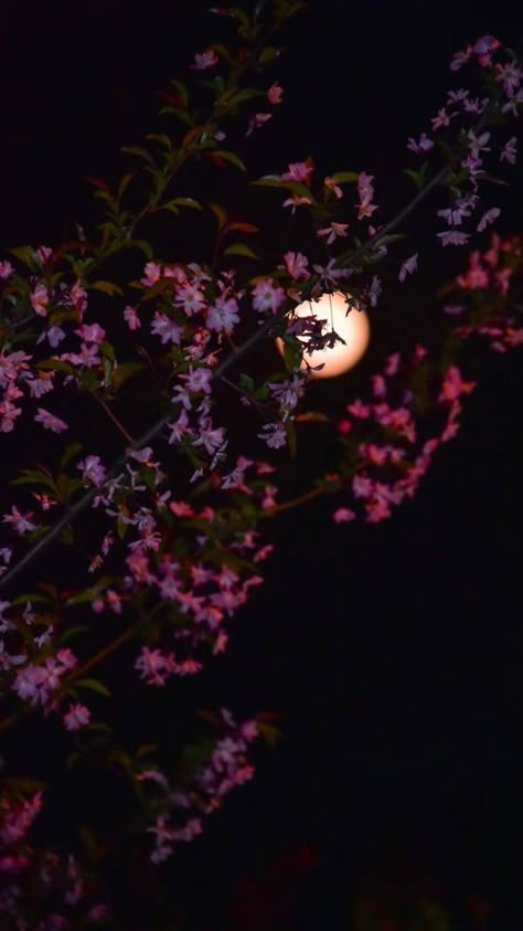 Moon Craters, Rainy Wallpaper, Beautiful Moon Pictures, Instagram Black Theme, My Reflection, Photo Frame Wallpaper, Goth Wallpaper, The Moon Is Beautiful, Phone Wallpaper Pink