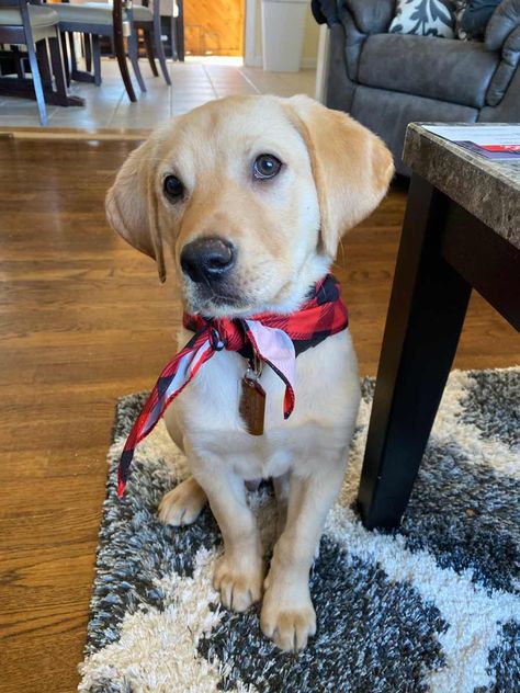 Bretton the Yellow Labrador Retriever ~ DogPerDay ~ Cute puppy pictures, dog photos, cute videos, holistic pet care Holistic Pet Care, Cute Videos, Yellow Labrador Retriever, Cute Puppy Pictures, Retriever Puppies, Lab Dogs, Labrador Retriever Puppies, Yellow Labrador, Puppy Names