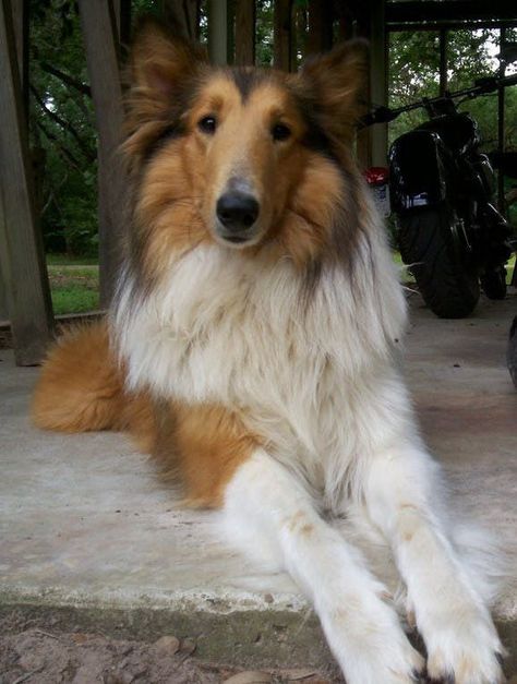 Rough Collie Dog Names | Popular Male and Female Names | Wag! Pastor Collie, Scotch Collie, Rough Collies, Sheltie Dogs, Collie Puppies, Rough Collie, Rare Animals, Collie Dog, Shetland Sheepdog