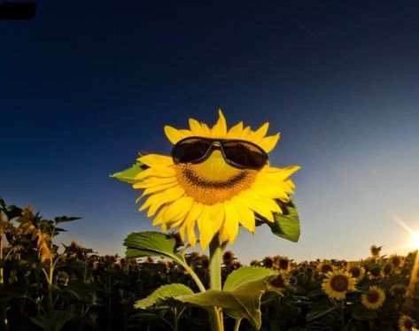 In Smile, Amazon Box, Wearing Sunglasses, Sunrise Photography, Consciousness, Sunflower, Feelings, Yellow, Memes