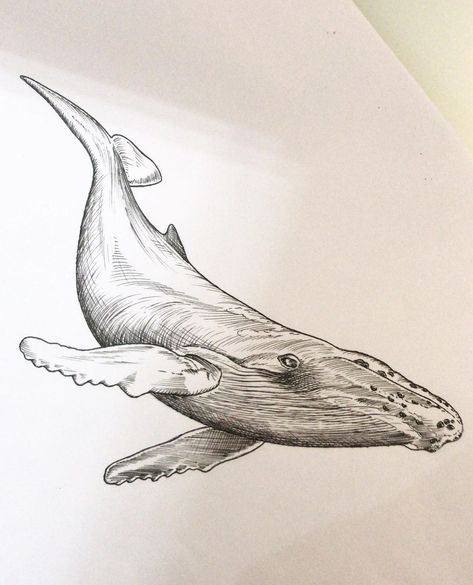 Orca Whale Sketch, Humpback Whale Tattoo Design, Whale Drawing Pencil, Whale Side View, Orca Sketch, Whale Shark Sketch, Humpback Whale Drawing, Whale Tattoo Design, Whale Shark Drawing