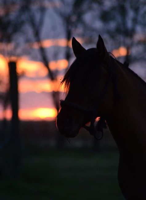 Caballos Aesthetic, Uicideboy Wallpaper, Horse Background, Horse Photography Poses, Country Sunset, Fall Landscape Photography, Pretty Wallpapers Tumblr, Rodeo Horses, Horse Wallpaper