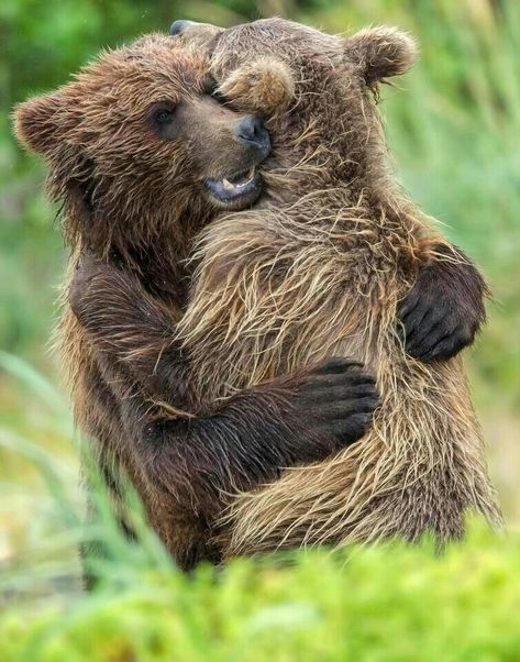 Bearhugs! Siblings Hugging, Photo Ours, Grizzly Bear Cub, Alaskan Wilderness, Sister Bear, Brown Bears, Bear Pictures, Bear Hug, Bear Cubs