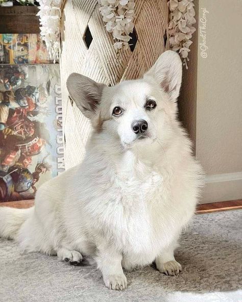 Black And White Corgi, Every Dog Breed, Corgi Pictures, Welsh Corgi Puppies, Cardigan Welsh Corgi, Very Cute Dogs, Unusual Animals, Corgi Puppy, Cute Corgi