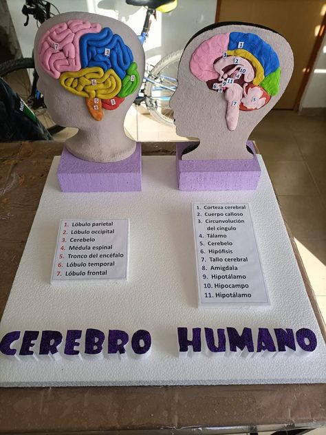 Human Body Systems Projects, Body Systems Project, Human Body Science Projects, Brain Project, Science Fair Board, Teaching Psychology, Ap Psych, Brain Models, Human Body Science