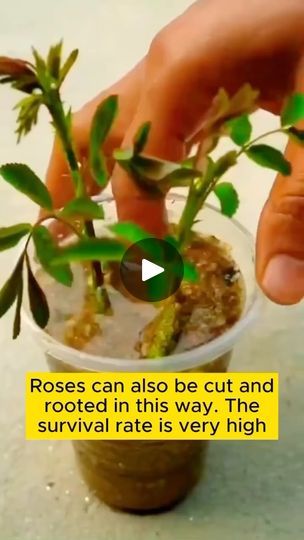 22K reactions · 9.8K shares | Hack to propagate Roses 🌹 

#roses #rosas #hacks #plants #jardin #garden | Of The Sea Gardens | oftheseagardens · Original audio Replanting Roses From Stems, How To Plant Roses From Stems, How To Plant Roses, Rose Propagation, Diy Propagation, Propagate Roses, Propagating Roses, Gardening Tips And Tricks, Rooting Roses