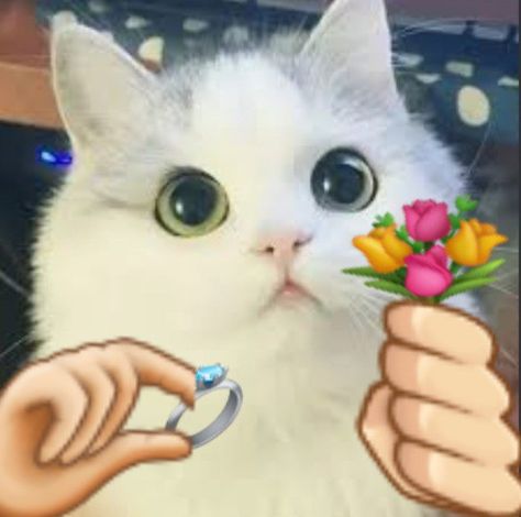 Love Marry Reaction Pic, I Love You Cute Pics Anime, Cat I Love You Meme Funny, I Love You Kitty, Yes I Love You, Cat Love You, Me And You Pictures, I Love You Meme, I Love You Cat