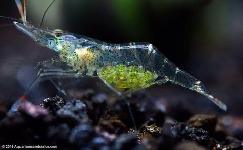 See-Through Ocean Animals | Translucent Creatures Axolotl Tank, Ghost Shrimp, Shrimp Tank, Turtle Tank, Betta Fish Tank, Freshwater Aquarium Fish, Fish Care, Pet Fish, Saltwater Aquarium