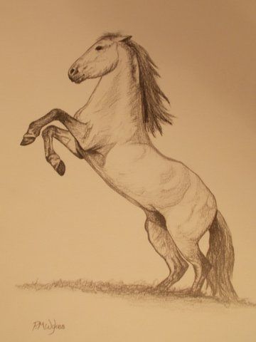 rearing horse Rearing Horse Drawing, Horse Rearing Drawing, Horse Sketch Pencil, Horse Drawing Tutorial, Horse Tattoo Design, Horse Rearing, Horse Art Drawing, Rearing Horse, Aspen Art