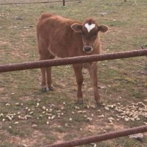 Valentine cow Cute Cows, Its Cold Outside, It's Cold, Pin Board, Cow, Animals, Art