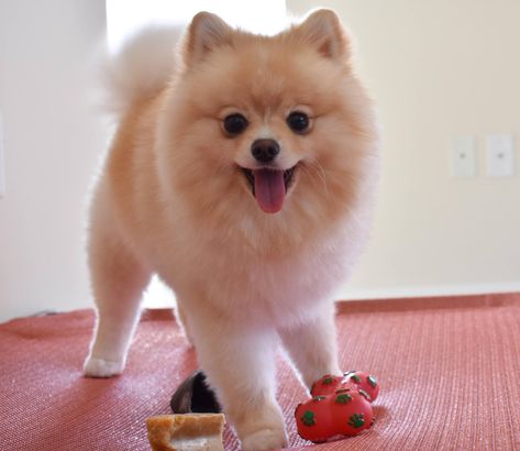 Toy Pom Haircut, Pomeranian Fox Haircut, Pomeranian Haircut Foxes, Fox Face Pomeranian Haircut, Pomeranian Haircut Teddy Bear, Pom Haircut, Pomeranian Haircut Hairstyles, Pomeranian Cut, Pomeranian Hairstyles