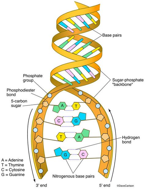 Evolution & Genetics | Carlson Stock Art Dna Diagram, Dna Model Project, Dna Worksheet, Tattoo Memes, Biology Diagrams, Dna Structure, Dna Art, General Biology, Molecular Genetics