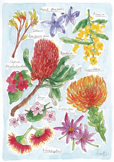 Native Flowers | Flickr - Photo Sharing! Australia Native Flowers, Happy Australia Day, Australian Native Garden, Australian Wildflowers, Australian Flowers, Australian Native Flowers, Native Flowers, Native Australians, Australian Plants