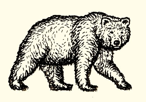 Cool Bear Drawings, Russian Bear Tattoo, Woodcut Bear Tattoo, Brown Bear Tattoo, Bear Tattoos For Men, Traditional Bear Tattoo, Black Bear Tattoo, Dr Tattoo, Bear Tattoo Designs