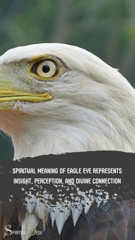 The spiritual meaning of eagle eye represents insight, perception, and divine connection. The eagle eye is a symbol of spiritual awakening, empowering individuals to see beyond the mundane world and connect with higher forces. It reflects a greater understanding and clarity in life’s purpose. Eagle Hunting, Energy Consciousness, White Eagle, Divine Connections, Power Symbol, Spiritual Beliefs, The Mundane, Eagle Eye, Spiritual Guides