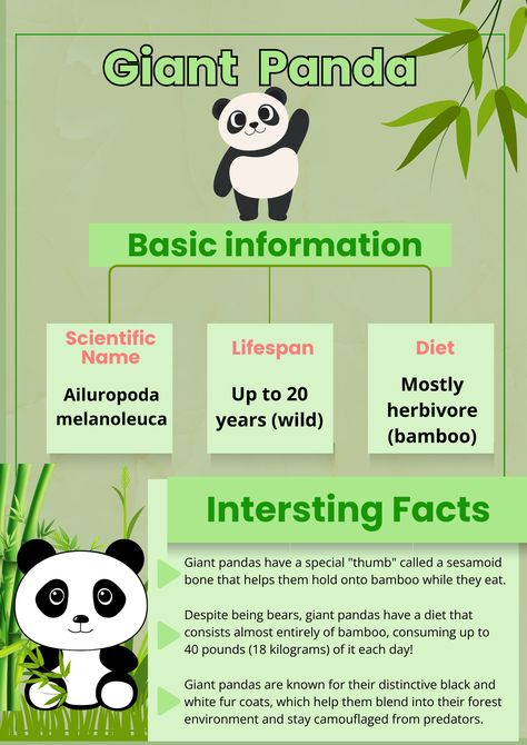 Giant panda #animal all about animal Infographic #panda Panda Activities, Panda Facts, Animal Infographic, Panda Craft, Panda Animal, Animal Stencil, Children's Activities, English Games, Information Poster