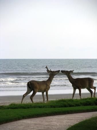 Fripp Island Photos - Featured Images of Fripp Island, SC - TripAdvisor Fripp Island, Dataw Island Sc, Fripp Island Sc, Sullivans Island Sc Beach Houses, Sal Island Cape Verde, Sullivans Island Sc, Parris Island, Port Royal, Wildlife Sanctuary