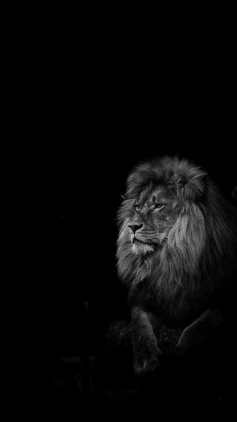 Aslan Wallpapers Iphone, Dark Theme Wallpaper Iphone, Dark Lion Wallpaper, Lion Aesthetic Dark, Phone Wallpaper For Men Backgrounds, Lion Wallpaper Hd 1080p, Black Lion Wallpaper, Lion Iphone Wallpaper, Aslan Wallpapers