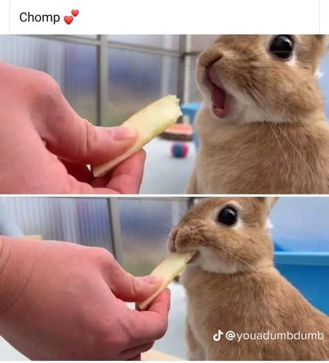 Apple Slice, Cute Animal Memes, Pretty Animals, Funny Animal Jokes, Silly Animals, Fluffy Animals, Cute Animal Photos, Animal Jokes, Cute Animal Pictures