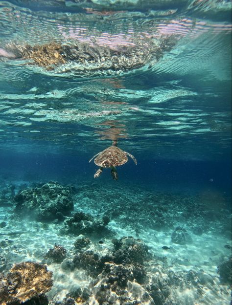 love under water nature, turtle, snorkling, indonesia Bali Baby, Gili Trawangan, Clear Blue Water, A Turtle, Ocean Breeze, Summer Holiday, Blue Water, Snorkeling, Places Ive Been