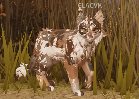 realistic / brown calico x tortie mix
free morph inspo; 6LACVK on roblox
#cats #warriorcats #warriors #warriorcatsulitmateedition #wcue #roblox #morphmaker #morphideas #inspo #inspiration #6LACVK Wof Roblox Oc Ideas, Wcue Morph Ideas Non Cat, Wcue Realistic Morphs, Warrior Cat Roblox Oc, Wcue Morph Ideas Realistic Breeds, Wcue Morph Ideas For Free, Wcue Ocs, Warrior Cats Drawings, Warrior Cat Morphs