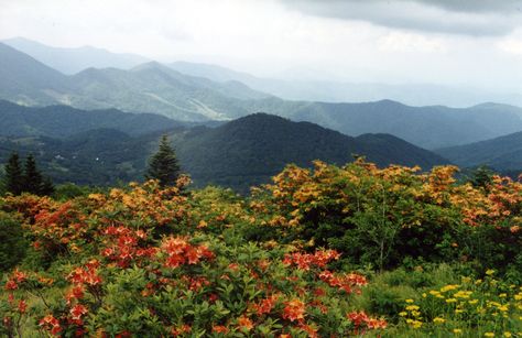 Smokie Mountains, State Parks Usa, Tennessee Mountains, Rhododendron Plant, Fall Foliage Road Trips, Roan Mountain, Cades Cove Tennessee, Nc Mountains, Rocky Top