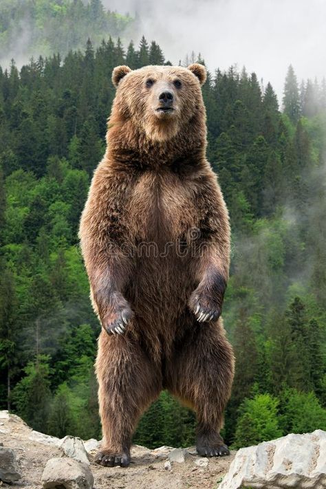 Big brown bear standing on his hind legs. Brown bear Ursus arctos standing on hi , #Affiliate, #standing, #hind, #bear, #Big, #brown #ad Photo Ours, Marshmello Wallpapers, Bear Standing, Kodiak Bear, Bear Tattoos, Bear Drawing, Bear Photos, Bear Pictures, Bear Cubs