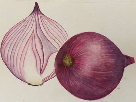 Watercolor red onion Onion Drawing, See Painting, Tomato Drawing, Garlic Bulb, Watercolor Red, Scrapbook Art, Art Drawings Sketches Creative, Watercolor Drawing, Art Drawings Sketches