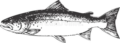 Salmon. Vector graphic illustration of a Salmon , #AFF, #Vector, #Salmon, #illustration, #graphic #ad Salmon Illustration, Salmon Drawing, Salmon Tattoo, Wilderness Tattoo, Seafood Art, Mens Cards, Drawing Examples, Human Canvas, Fish Illustration