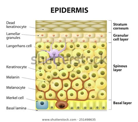 What Is Melanin, Tissue Biology, Langerhans Cell, Skin Anatomy, Skin Needling, Integumentary System, Bb Glow, Melanin Skin, Skin Facts