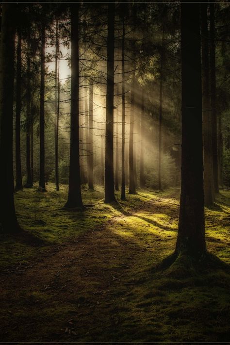 Forest Light, Forest Scenery, Forest Background, Mystical Forest, Forest Path, Forest Pictures, Forest Photography, Walk In The Woods, Landscape Pictures