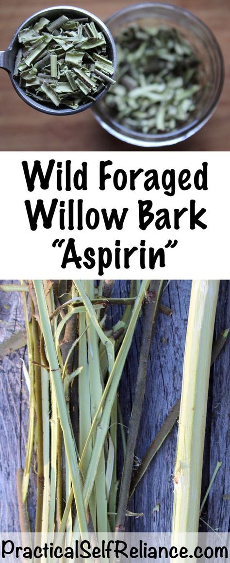 Foraging Willow Bark for Medicine ~ Natural Wild Aspirin Healing Cavities, Natural Pain Relievers, Natural Healing Remedies, Herbal Healing, Willow Bark, Natural Therapy, Healing Herbs, Natural Health Remedies, Natural Home Remedies