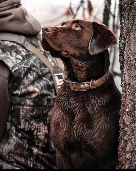 Labs Hunting, Duck Hunting Dogs, Hunting Wallpaper, Hunting Photography, Hunting Pictures, Hunting Life, Hunting Dog, Bird Dogs, Duck Hunting